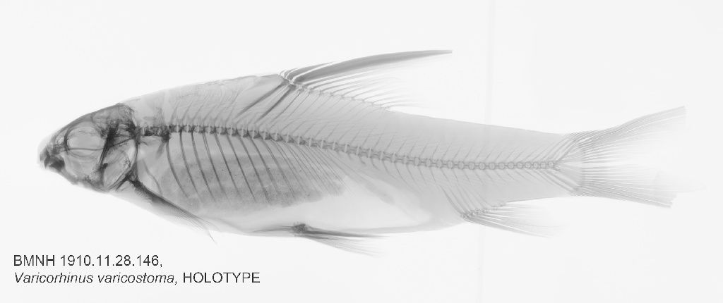 Varicorhinus varicostoma Boulenger, 1910